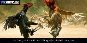Khám Phá Đá Gà Đòn Tại Pkbet – Hướng Dẫn Chi Tiết
