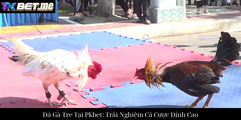 Đá Gà Tre Tại Pkbet: Trải Nghiệm Cá Cược Đỉnh Cao