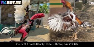 Đá Gà Cựa Dao Tại Pkbet – Trải Nghiệm Cá Cược Đỉnh Cao