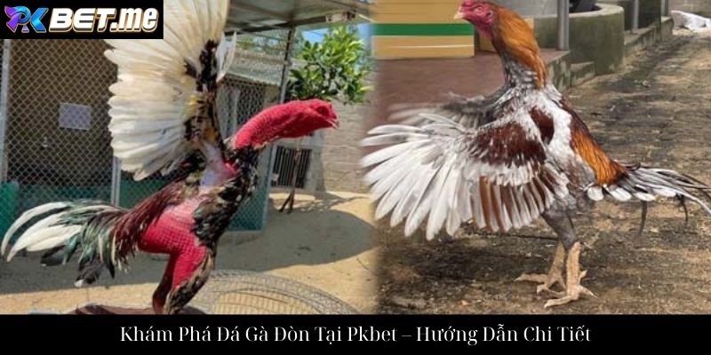 Khám Phá Đá Gà Đòn Tại Pkbet – Hướng Dẫn Chi Tiết